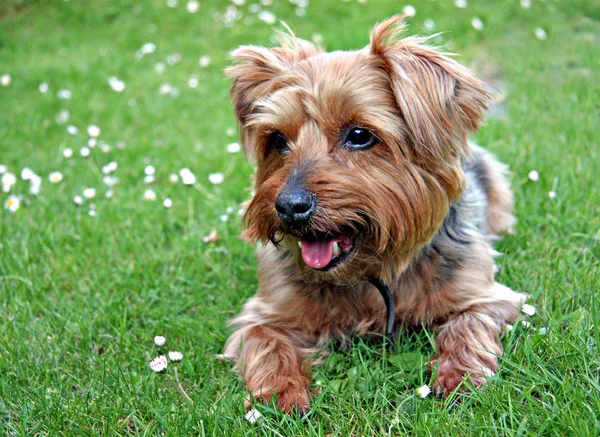 Portret Van Een Schattige Hond — Stockfoto