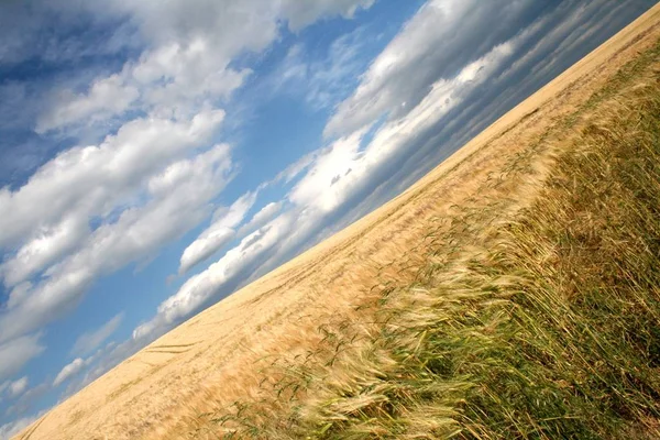 Campo Maíz Agrícola Tierras Cultivo — Foto de Stock