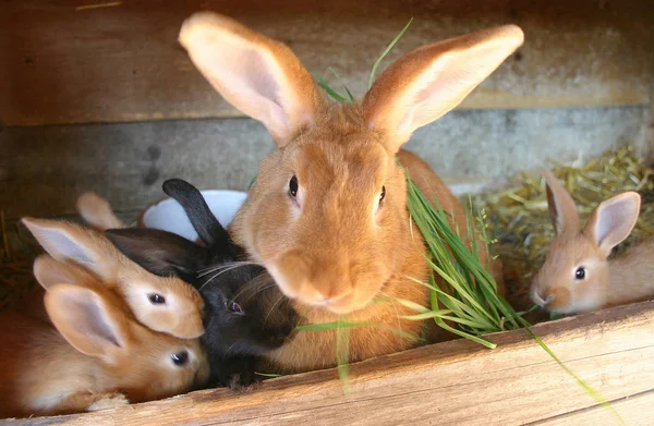 Niedlicher Hase Nahaufnahme — Stockfoto