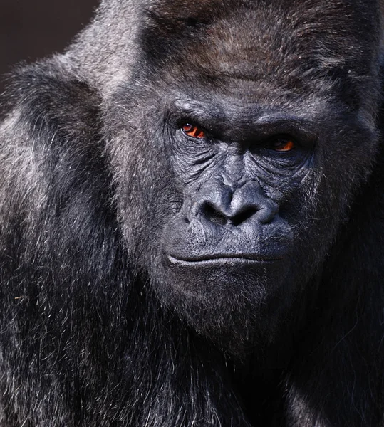 Gorilla Animal Macaco Macaco Fauna — Fotografia de Stock