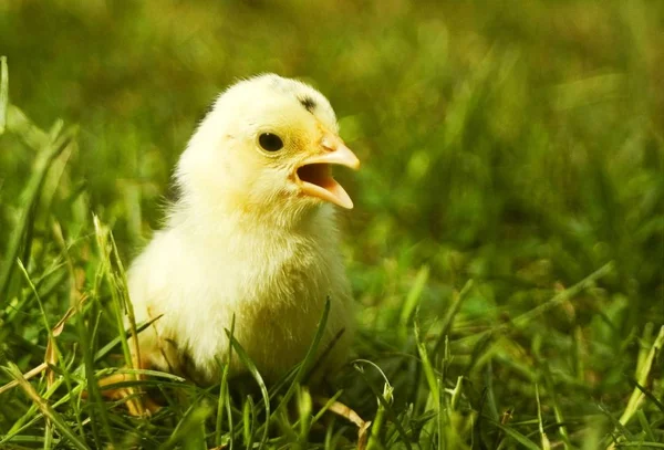 Hausgeflügel Auf Dem Hof — Stockfoto