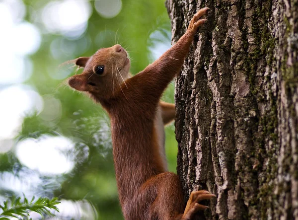 Fluffy Squirrel Rodent Creature — Stock Photo, Image