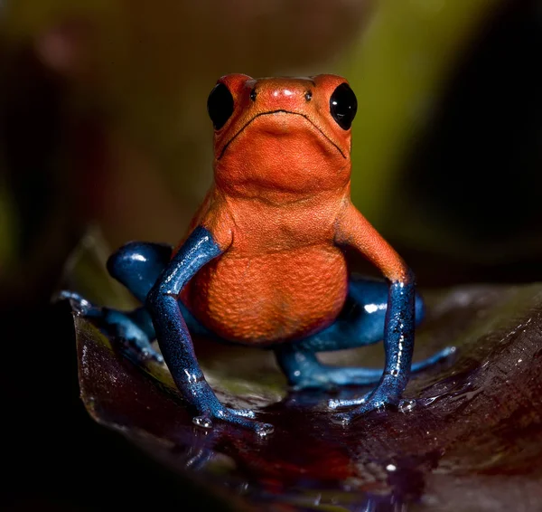 Oophaga Pumilio Azul Beiner — Fotografia de Stock