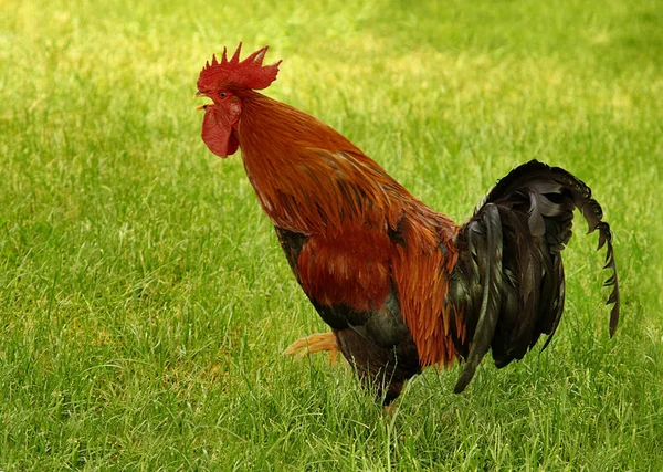 Cock Doodle Doo — Stock Photo, Image