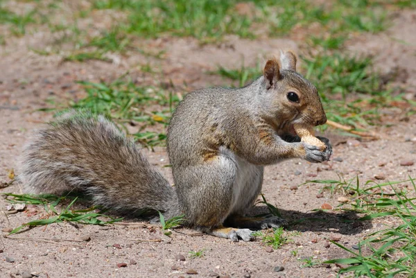 可爱的松鼠 有趣的啮齿动物 — 图库照片
