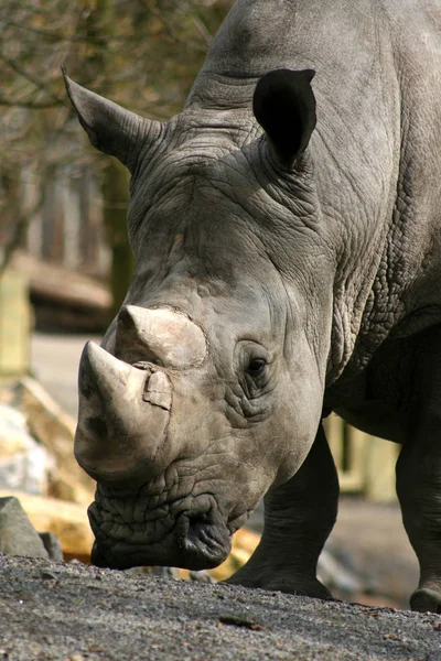 Animal Africano Criatura Rinoceronte Fauna —  Fotos de Stock