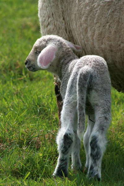 a cute lamb in the meadow