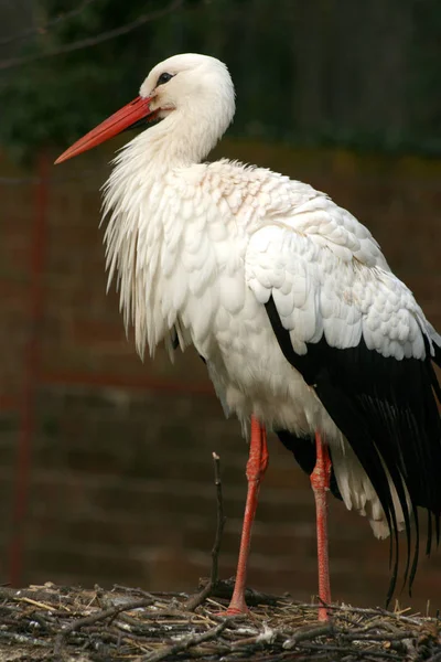 Wildvogel Naturfauna Storch — Stockfoto