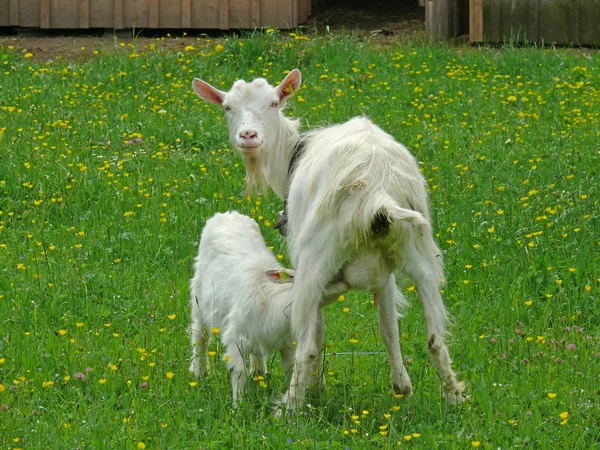 Young Animals Selective Focus — Stock Photo, Image