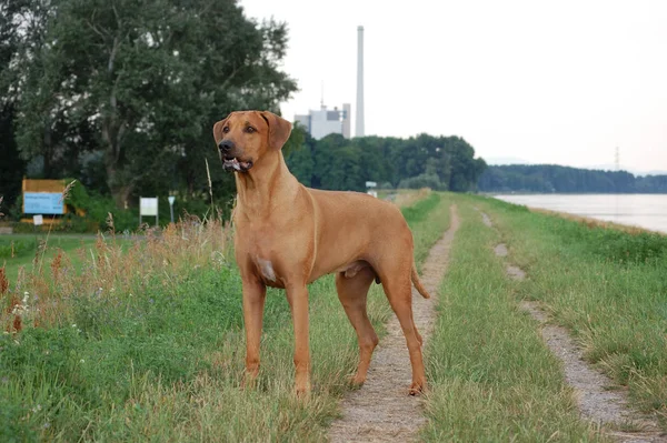 Porträtt Söt Hund — Stockfoto