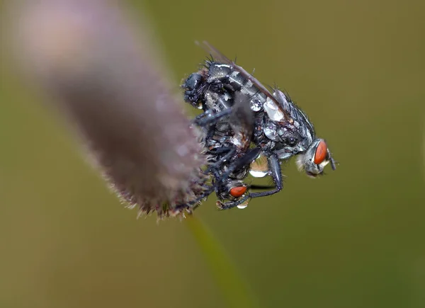 Close Van Een Insect Wilde Natuur — Stockfoto