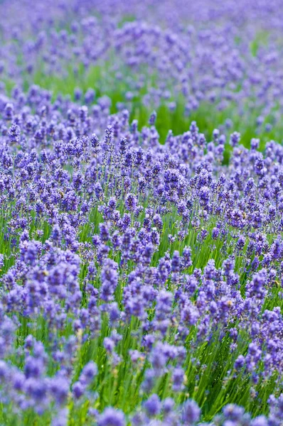 Blooming Lavender Flowers Provence Filed — Stock Photo, Image