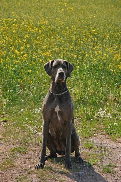 Portret Van Schattig Hond Huisdier — Stockfoto