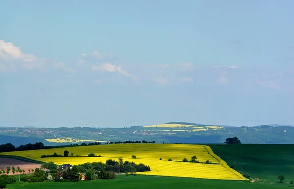 Landschaft Landwirtschaft Rapsfeld Gelbe Flora — Stockfoto