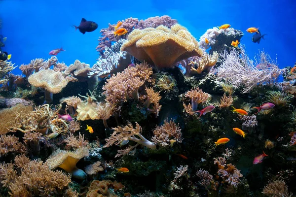 Морской Флоры Фауны — стоковое фото