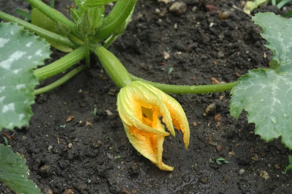 Zucchini Plant Flower — Stock Photo, Image