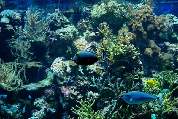 Морской Тематики Обои Подводный Кадр — стоковое фото