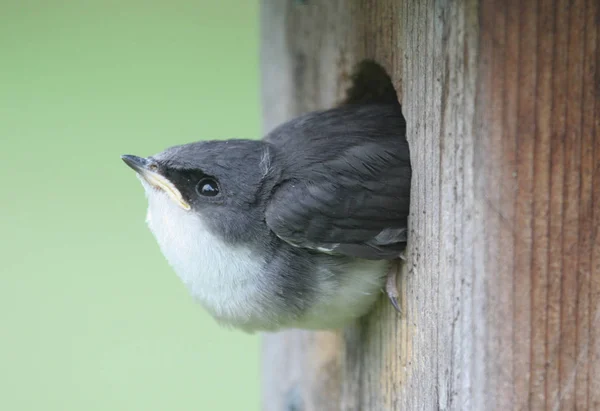 나무늘보 Tachycineta Bicolor — 스톡 사진