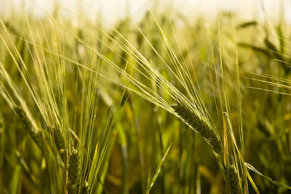 Άποψη Του Cornfield Έννοια Της Γεωργίας — Φωτογραφία Αρχείου