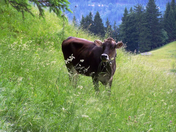 Vaca Pasto — Fotografia de Stock