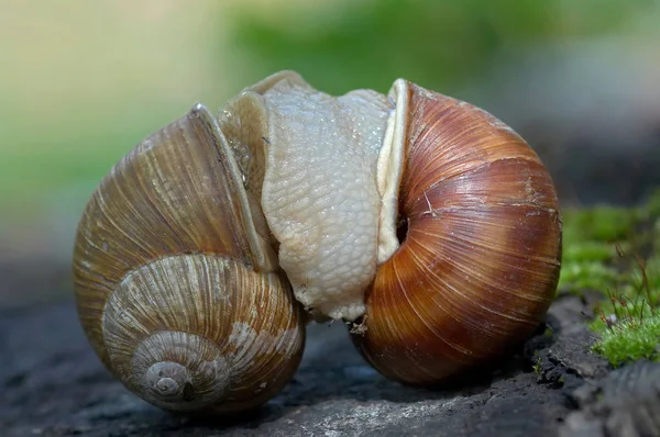 Helix Snail Mollusk Shell Animal — Stock Photo, Image