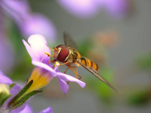 Belles Fleurs Fond Concept Floral — Photo