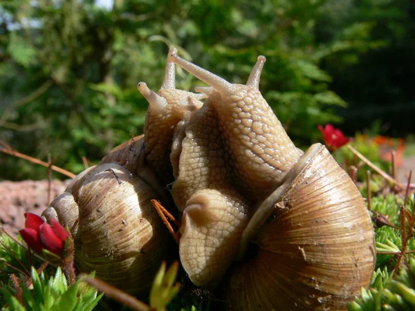 Casca Hélice Molusco Caracol — Fotografia de Stock