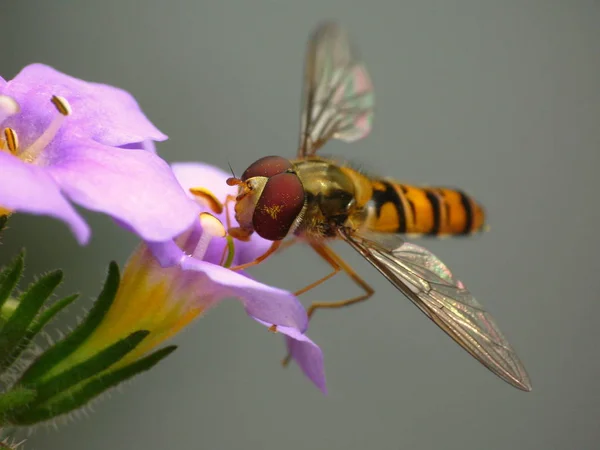 Doğadaki Böceğin Yakın Görüntüsü — Stok fotoğraf