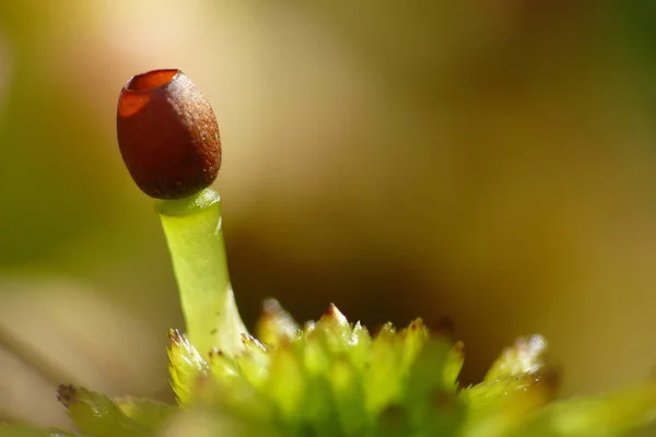 이것은 Sphagnum Moss 캡슐입니다 포자를 만들어 극소수에 하다고 대부분의 종들은 — 스톡 사진