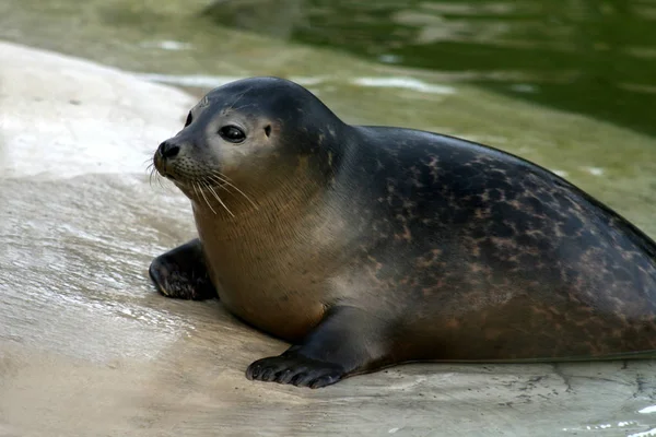 アザラシ 海洋動物 — ストック写真