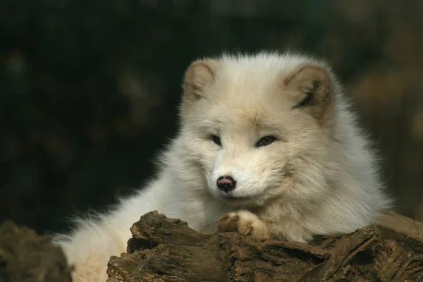 Renard Arctique Pelucheux Mignon Blanc — Photo