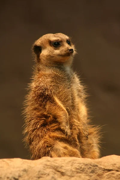 Meerkat Dieren Het Wild Suricata Suricatta — Stockfoto