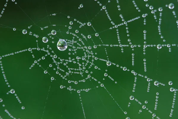 Telaraña Insecto Trampa — Foto de Stock