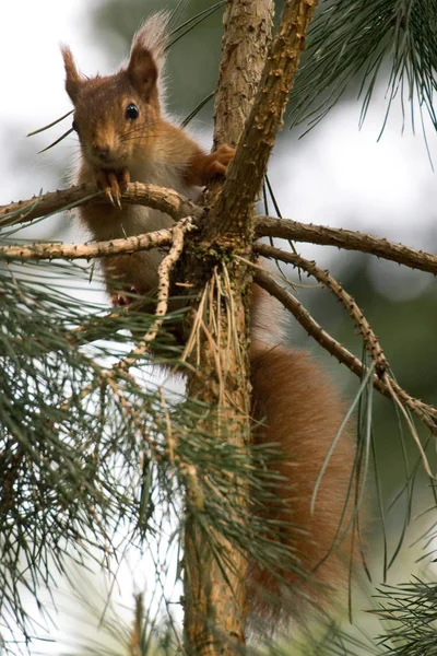 Squirrel Animal Nature Fluffy Squirrel — Stock Photo, Image