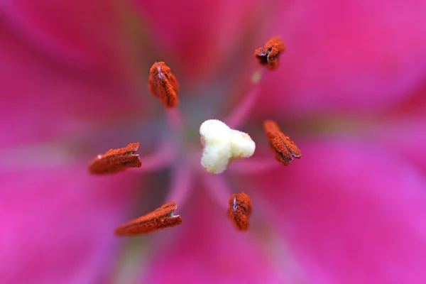 Vista Vicino Del Bellissimo Fiore Giglio — Foto Stock