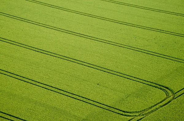 Vista Del Campo Maíz Concepto Agricultura —  Fotos de Stock