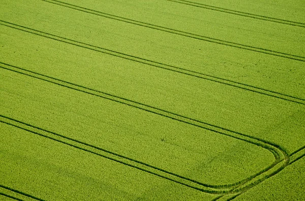 Άποψη Του Cornfield Έννοια Της Γεωργίας — Φωτογραφία Αρχείου