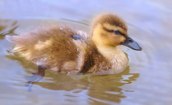 Aussichtsreiche Aussicht Auf Schöne Vögel Der Natur — Stockfoto