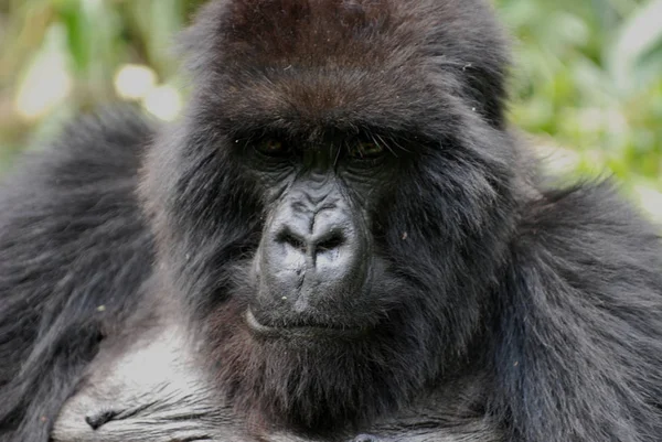 Gorilladjur Apa Fauna — Stockfoto