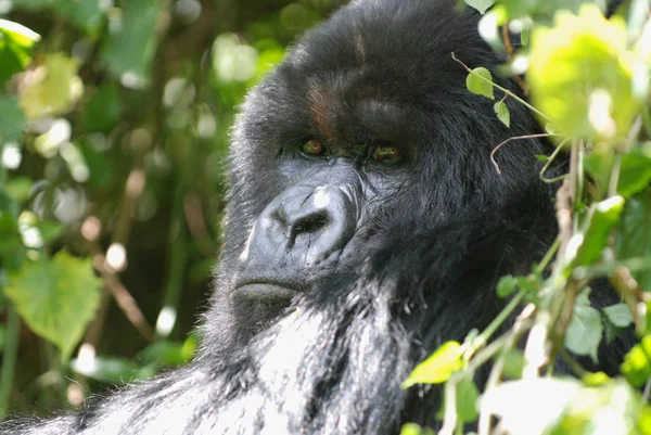 Primate Animal Gorilla Ape Monkey — Stock Photo, Image