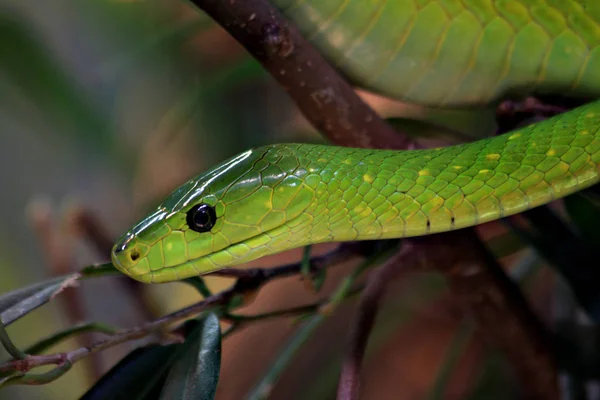 Grüne Mamba Grünes Schlangenreptil — Stockfoto