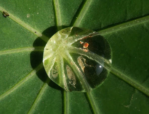 lotus effect and optical magnification by water drops on lady\'s mantle leaf