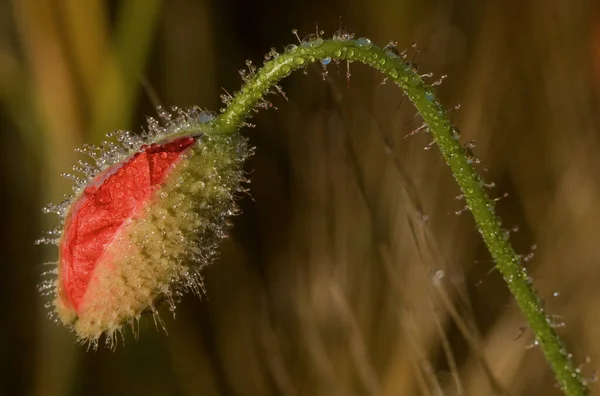 Close View Beautiful Wild Poppy Flowers — Stock Photo, Image