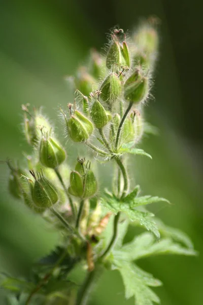 美丽的植物学照片 天然壁纸 — 图库照片