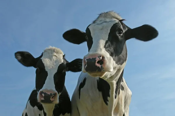 Aussichtsreicher Blick Auf Die Landwirtschaft Auf Dem Land — Stockfoto