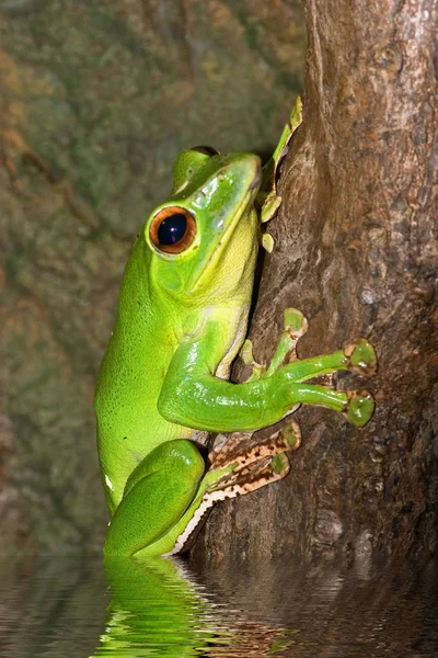 Grenouille Amphibien Étang Animal — Photo