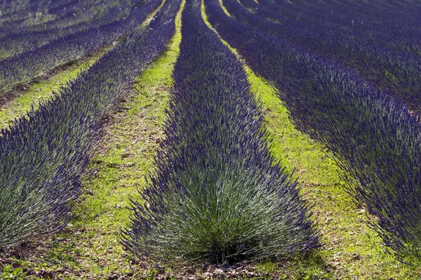 아름다운 자주색 라벤더의 — 스톡 사진
