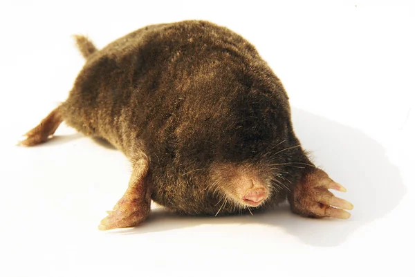 Funny Brown Mole Isolated White Background — Stock Photo, Image