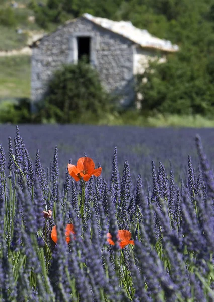 Närbild Vackra Vilda Vallmo Blommor — Stockfoto