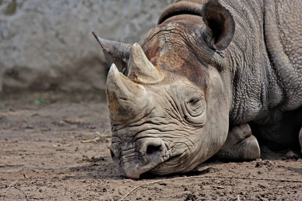 Großaufnahme Von Tier Zoo — Stockfoto